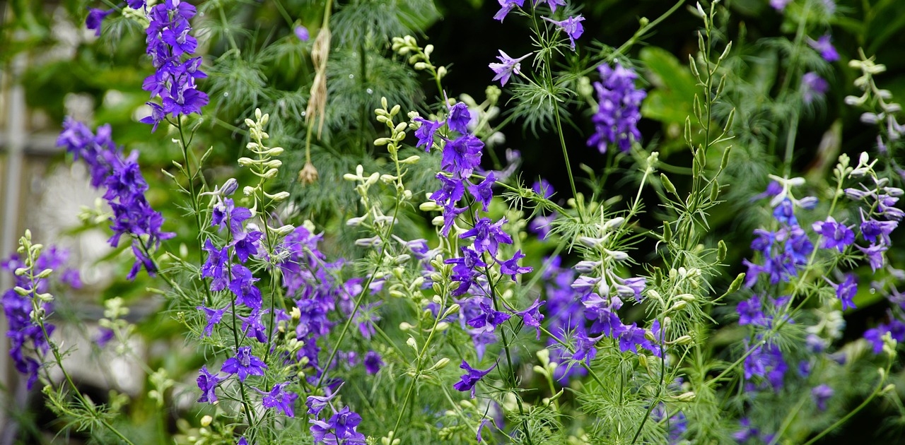delphinium-5278685_1280