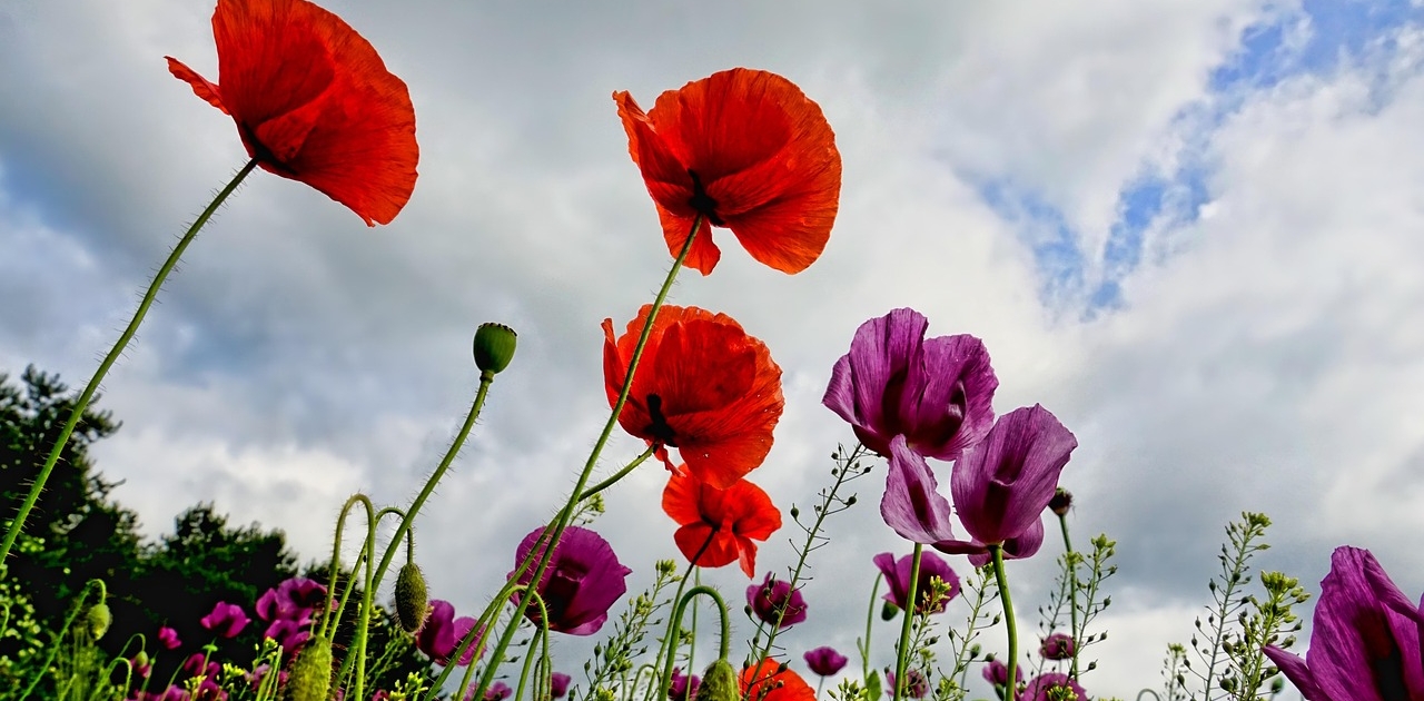 poppies-3409873_1280