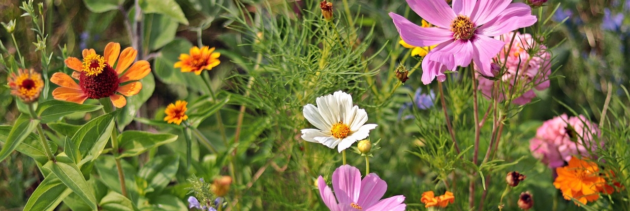 wildflowers-3592934_1280